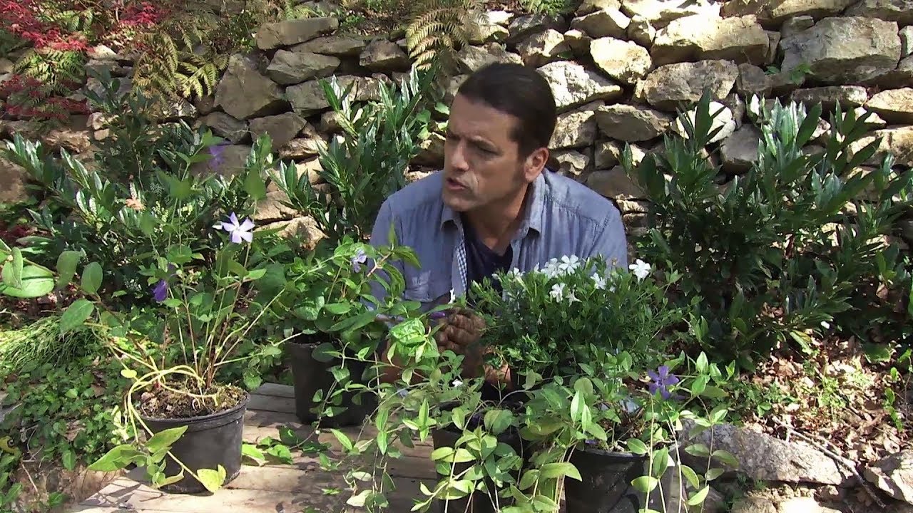 4 variedades de Vinca, una planta cubresuelos - Decogarden - Jardinatis