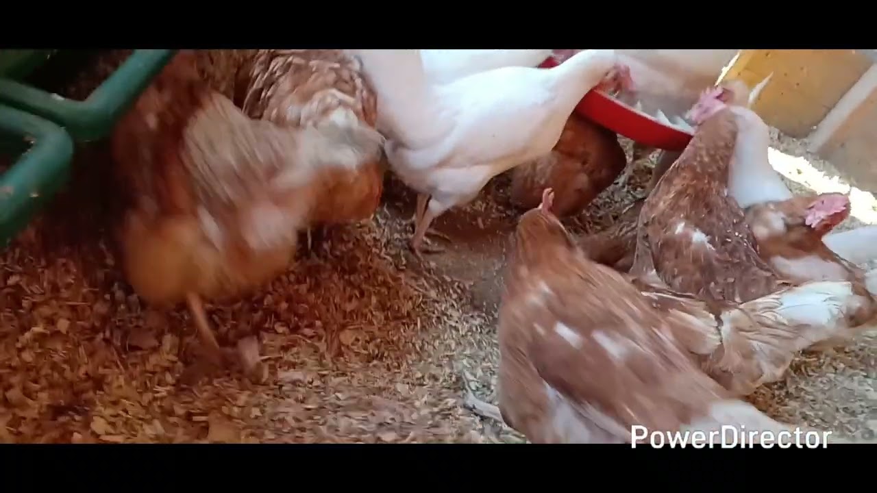 Nieuwe vlog van Marco Veenstra op kinderboerderij het erf en woensdag avond training  14-1