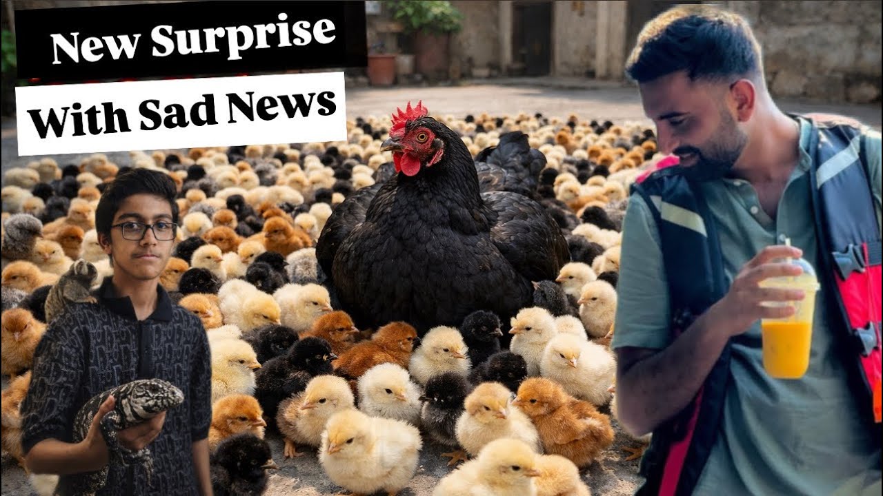 sher mein dehat Sad News 😢 | New Surprise in zoo 😍😍😍 