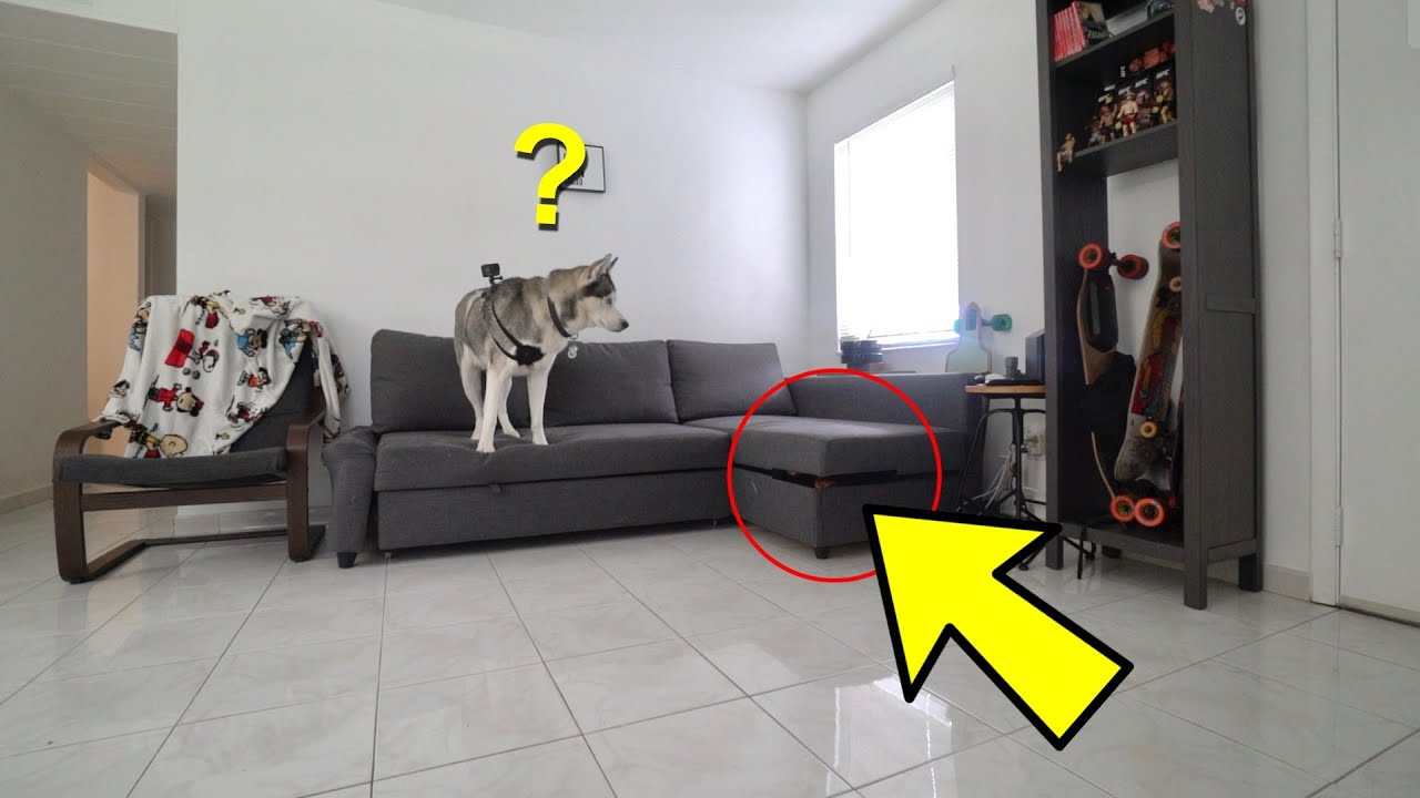 My Husky couldn't find me in hide and seek..