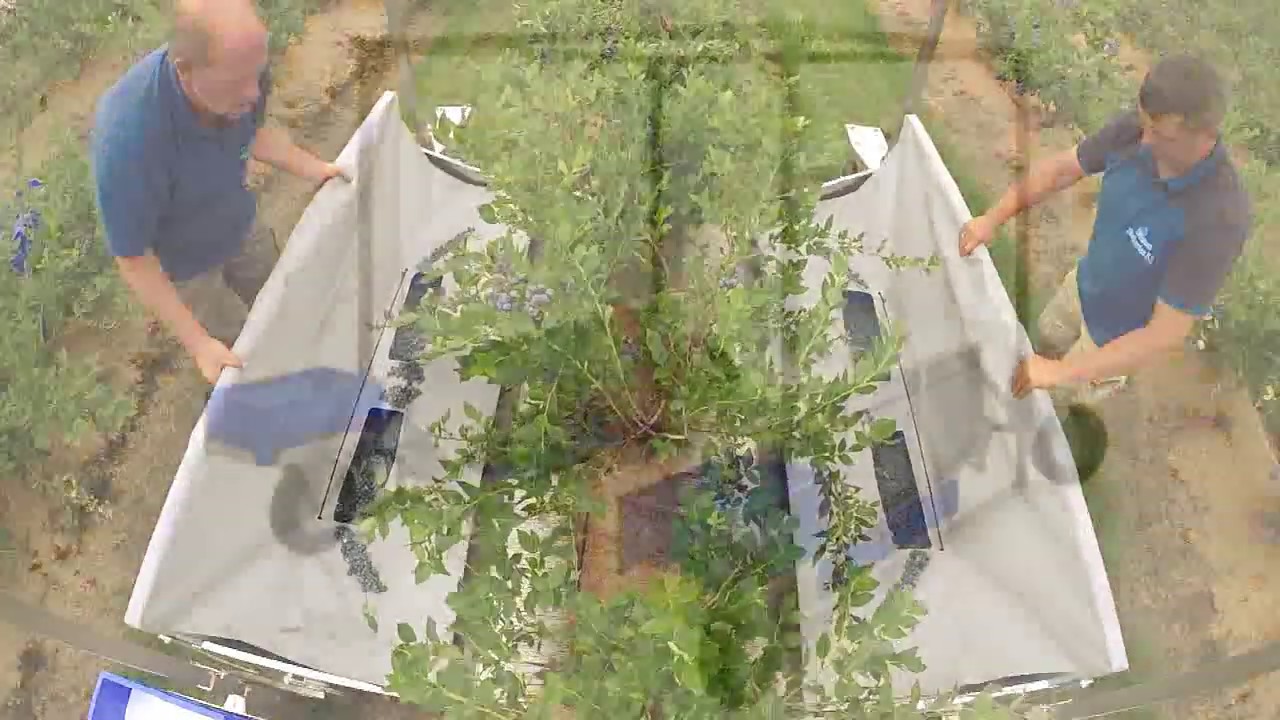 Promotional Video Blueberry harvester Harvy 200