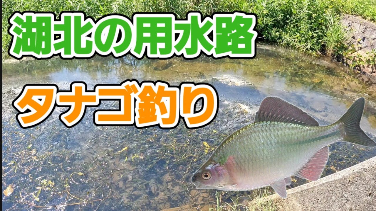 滋賀県湖北の用水路でタナゴ釣り