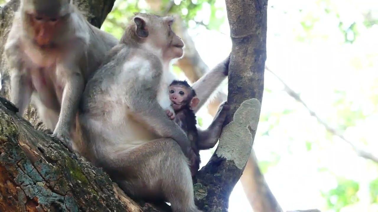 Jazzy monkey family and Saxon , Brithen on wood, Preta young child tried take Jiva out,