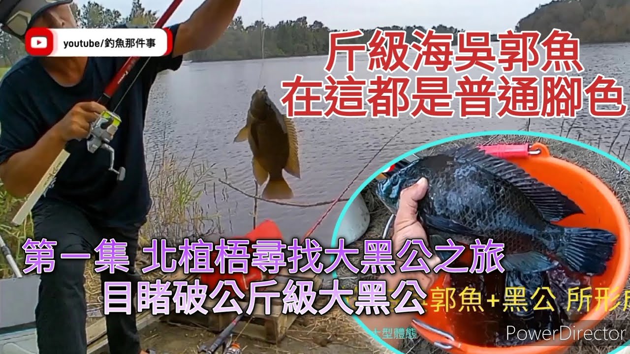 目睹公斤級大黑公..聽說這種角色在這邊算普通級別，為了親手釣到公斤級大黑公，第ㄧ集我們來趟：尋找北椬梧大黑公之旅吧 #海吳郭魚 #黑公 #鹹水吳郭魚 #黑鯛 @釣魚那件事