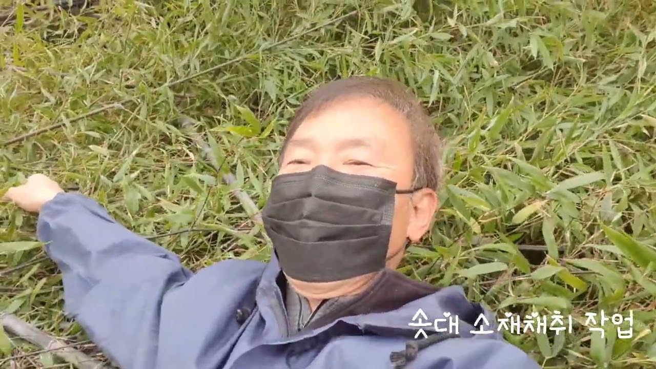 오죽솟대 소재채취 작업