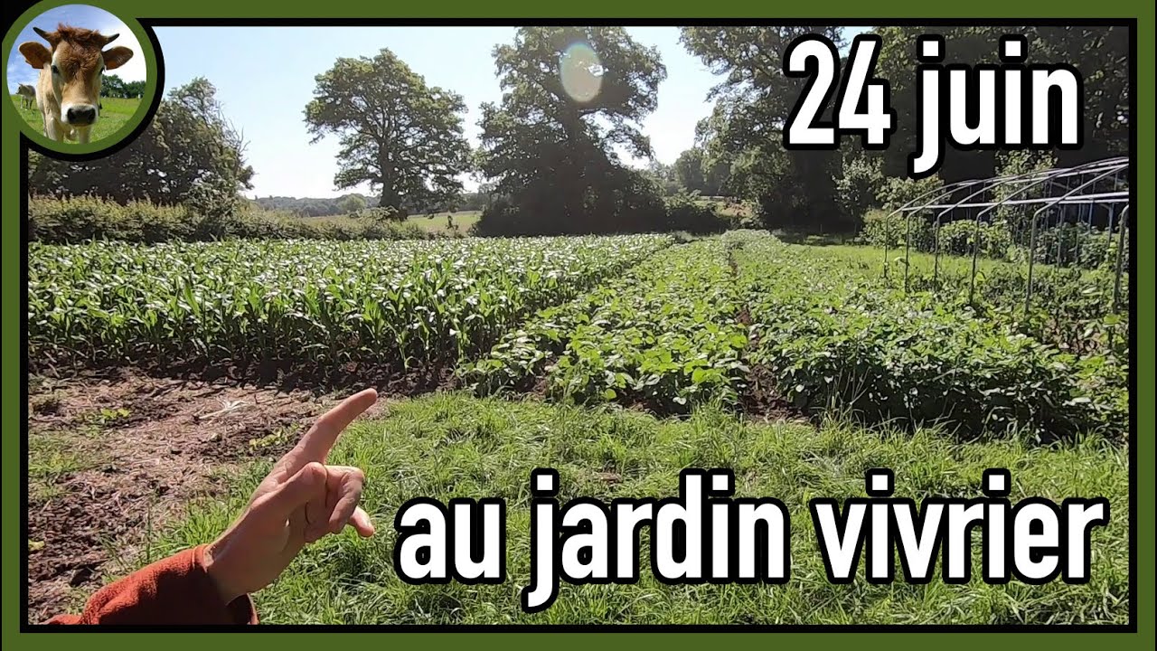 Mauvaises semences = double peine du jardinier - Suivi de culture au jardin vivrier - 24 juin 2024