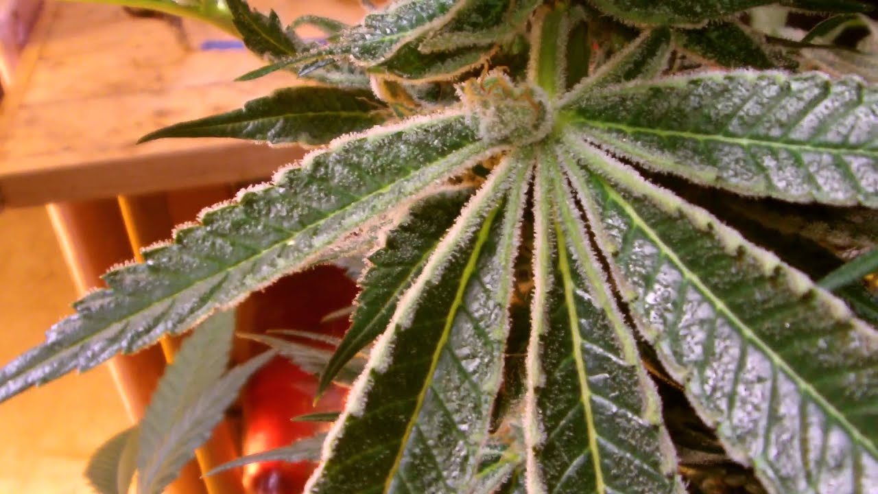 Qrazy Train 6 weeks