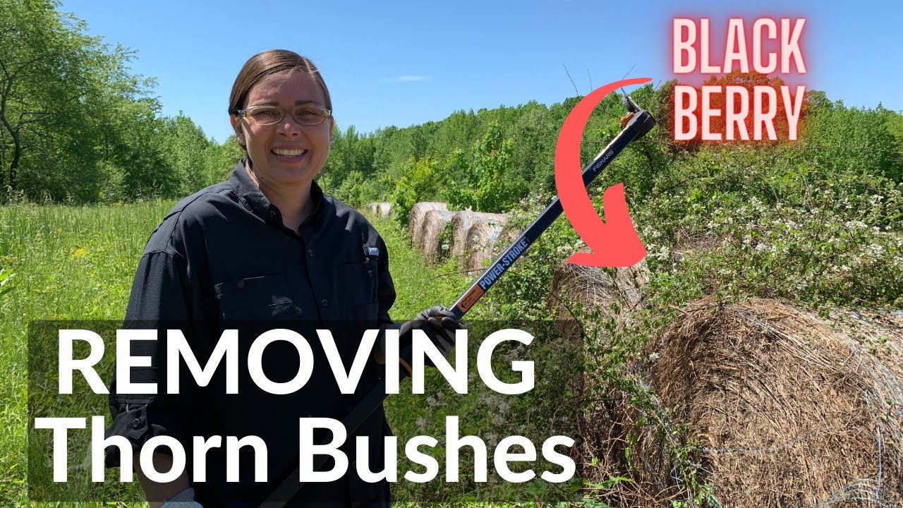 Удаление колючих кустарников (ежевики, шиповника) без химикатов (DeanoFarms: неделя 0)
