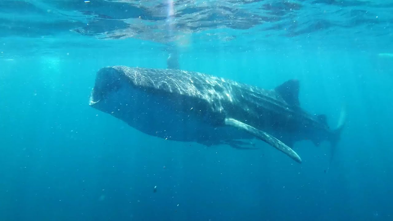Tauchsafari Malediven, Central Atolls mit der Seafari Explorer 2 vom 12.12. bis 19.12.2021