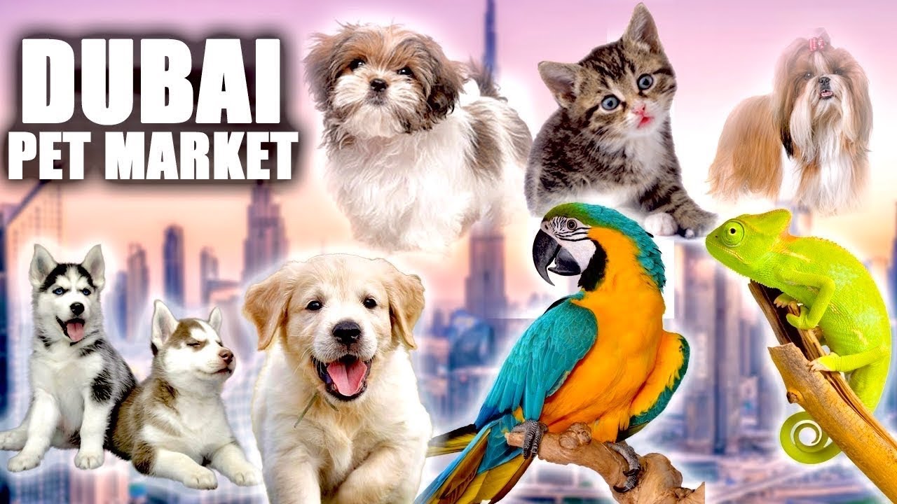 “Exploring Dubai’s Lively Pet Market 🐶🐱 | Exotic Pets, Local Breeds & More!”