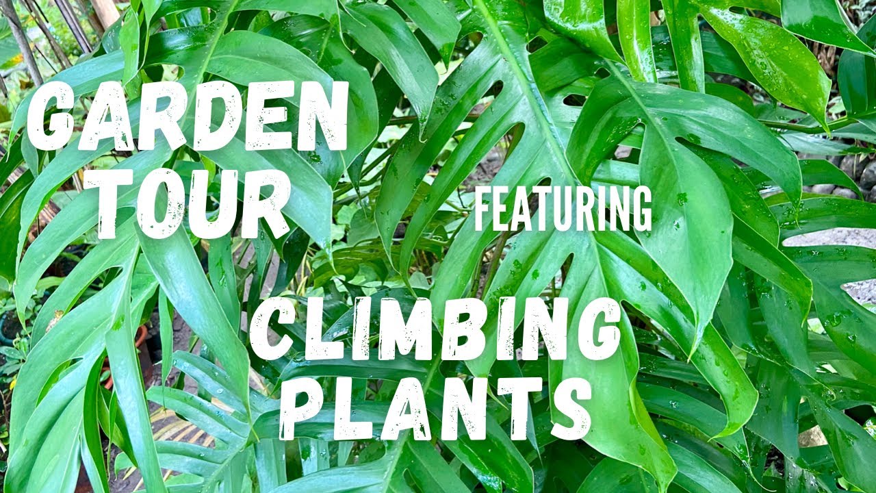 Garden Tour featuring Climbing Plants