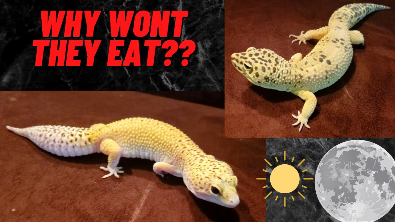 WHY YOUR LEOPARD GECKO ISN'T EATING WHAT TO LOOK FOR!