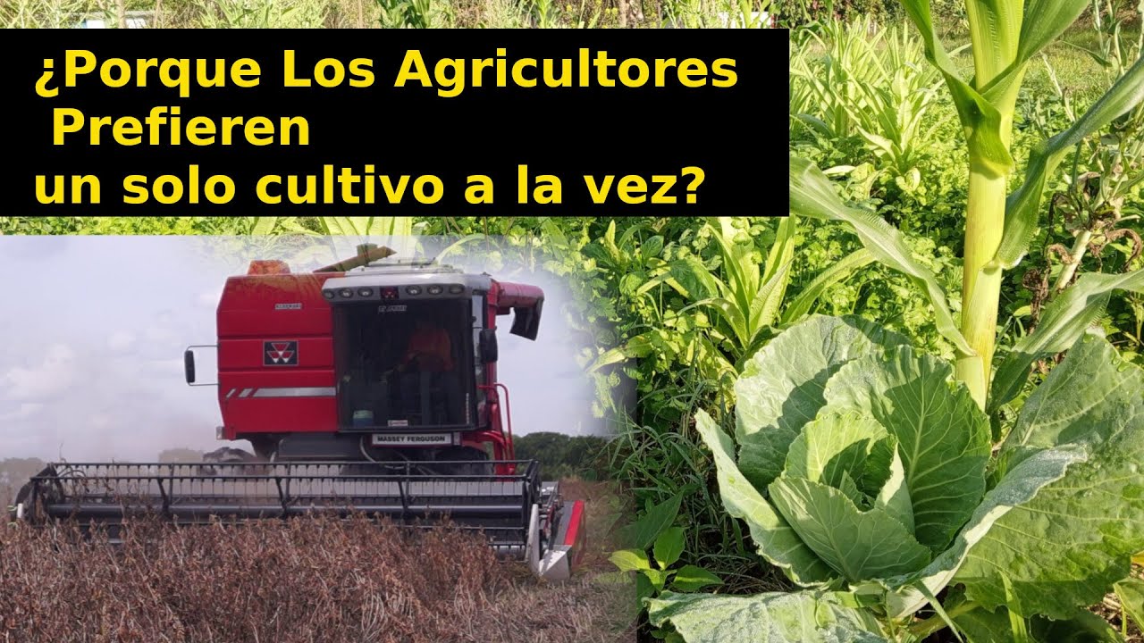 La Doble Cara del Monocultivo: Lo Bueno, Lo Malo y Mi Historia de Transformación Agrícola