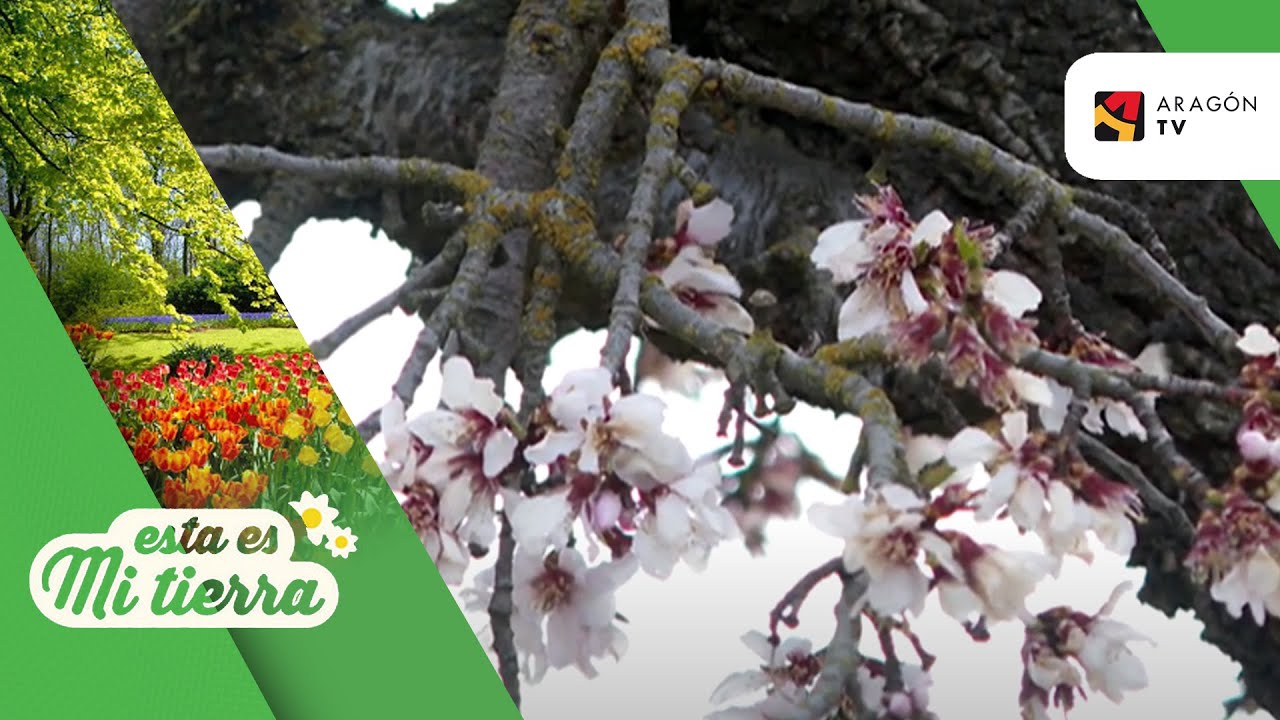 Las heladas afectan a los almendros