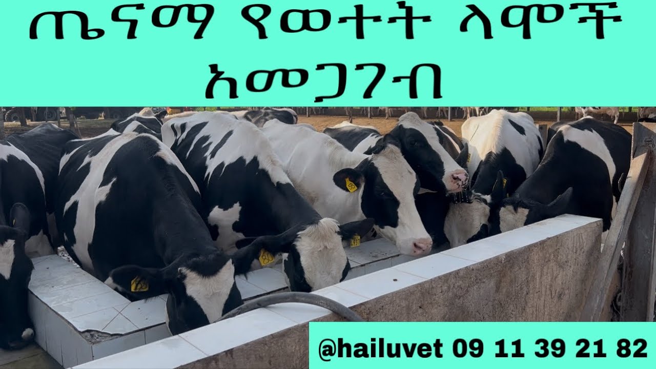 T.M.R  (Total mixed  ratio ) ለላሞች ተሰማሚ  ሁሉንም የቀላቀለ መኖ