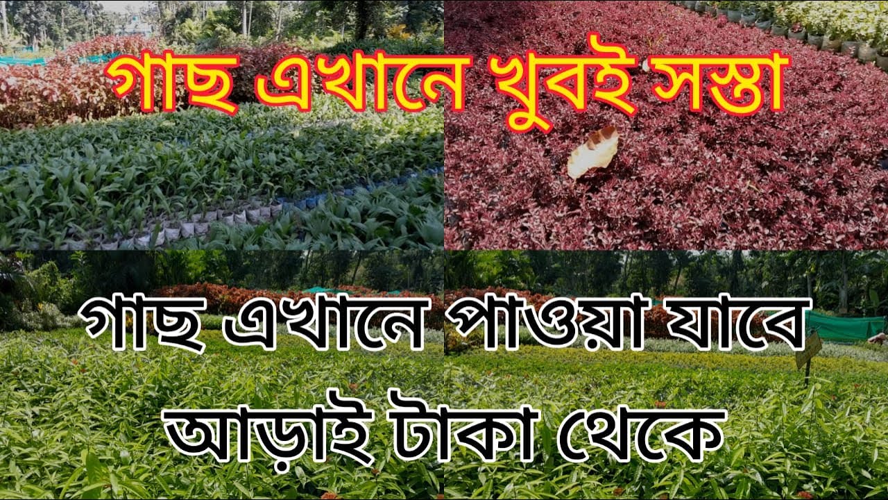 Cheapest Plant Nursery In West Bengal | Nursery Visit In Muchisa  Near Kolkata |