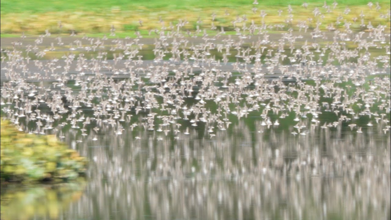 Semipalmated Sandpiper Murmurations at John Heinz National Wildlife Refuge