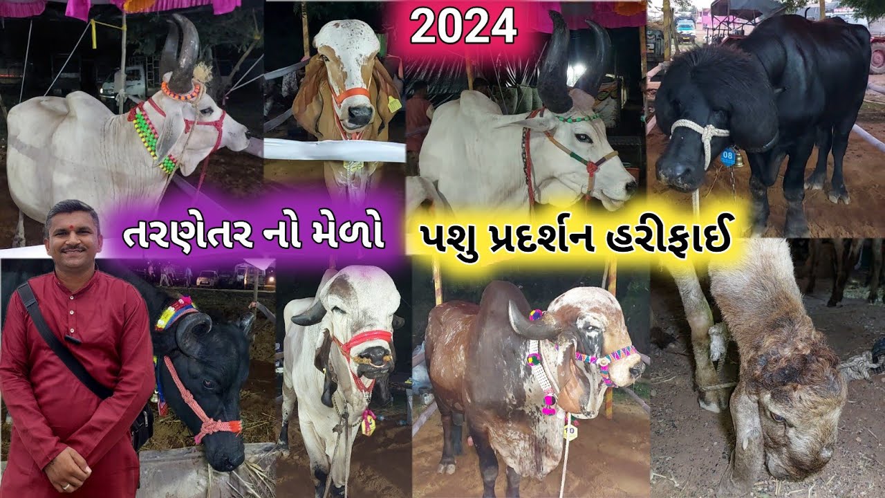 પશુ પ્રદર્શન હરીફાઈ તરણેતર નો મેળો 2024 | Buffalo Tarnetar fair | Buffalo | Tarnetar | Melo