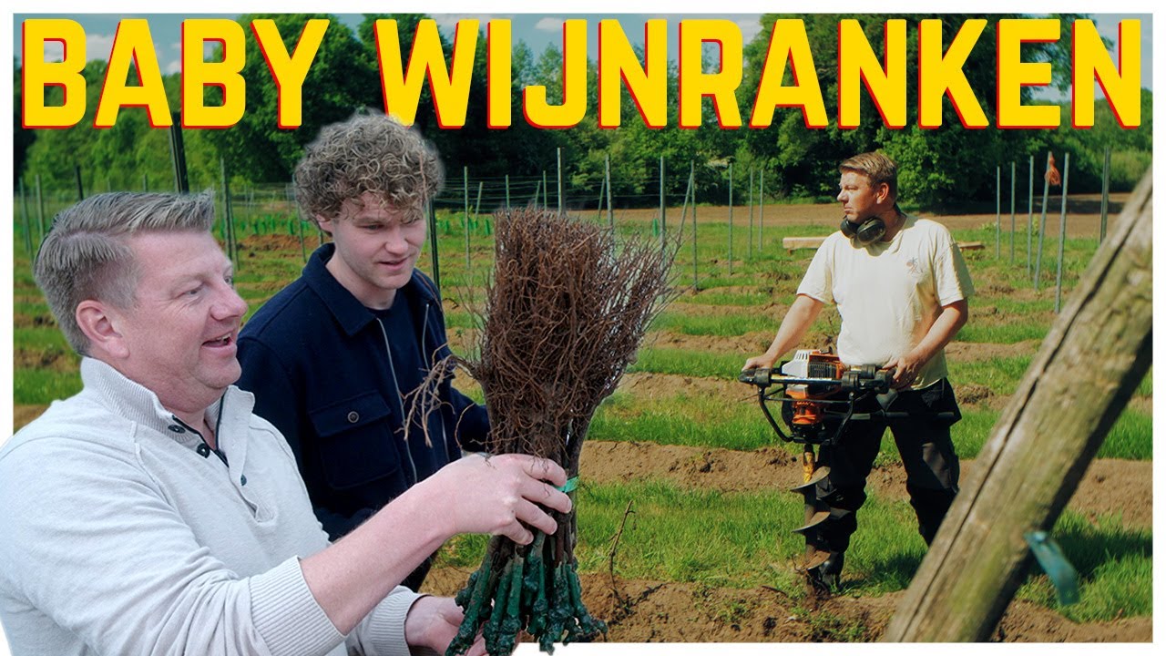 Baby Wijnranken | Seizoen 2 | Aflevering 2
