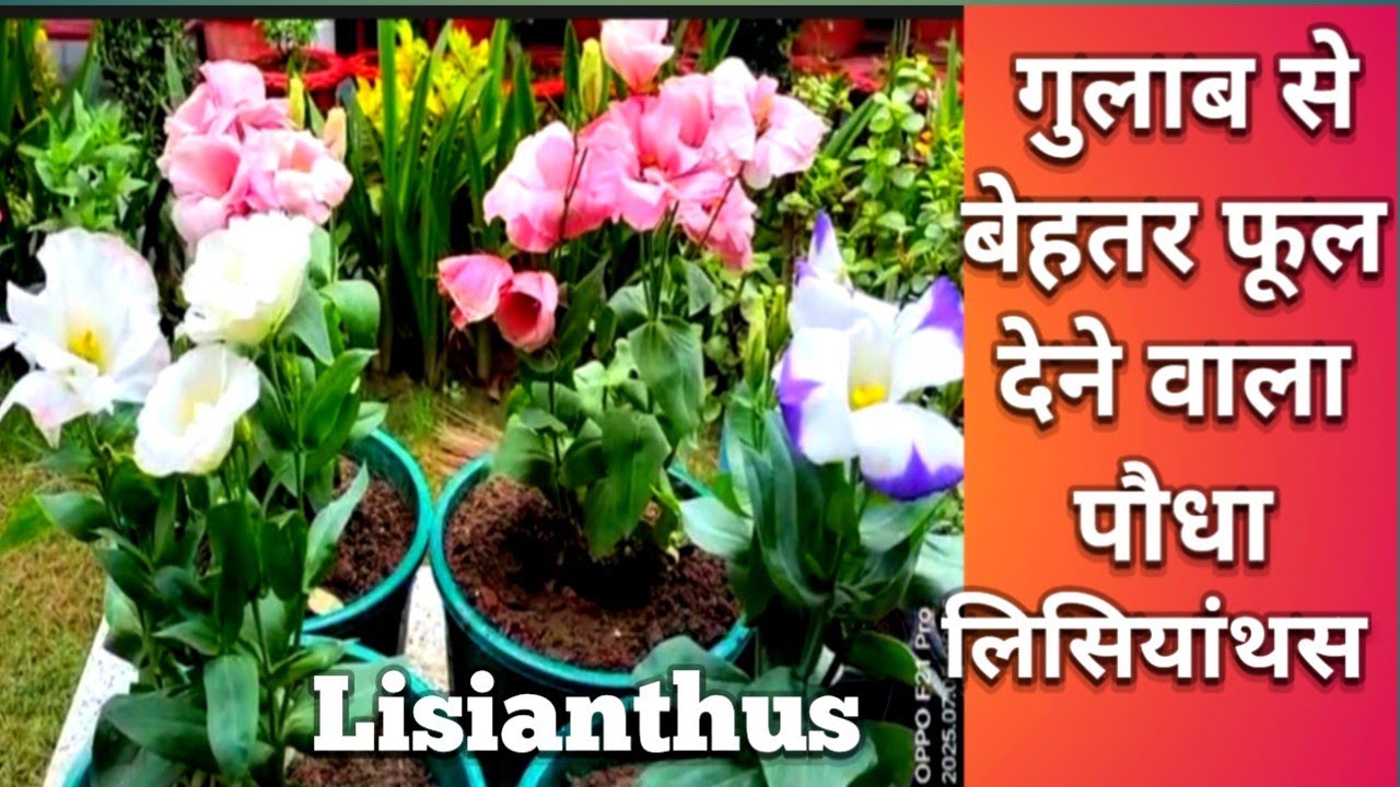 Lisianthus Flower Plant  ll Lisianthus Permanent Summer Flowering Plant Care   ll