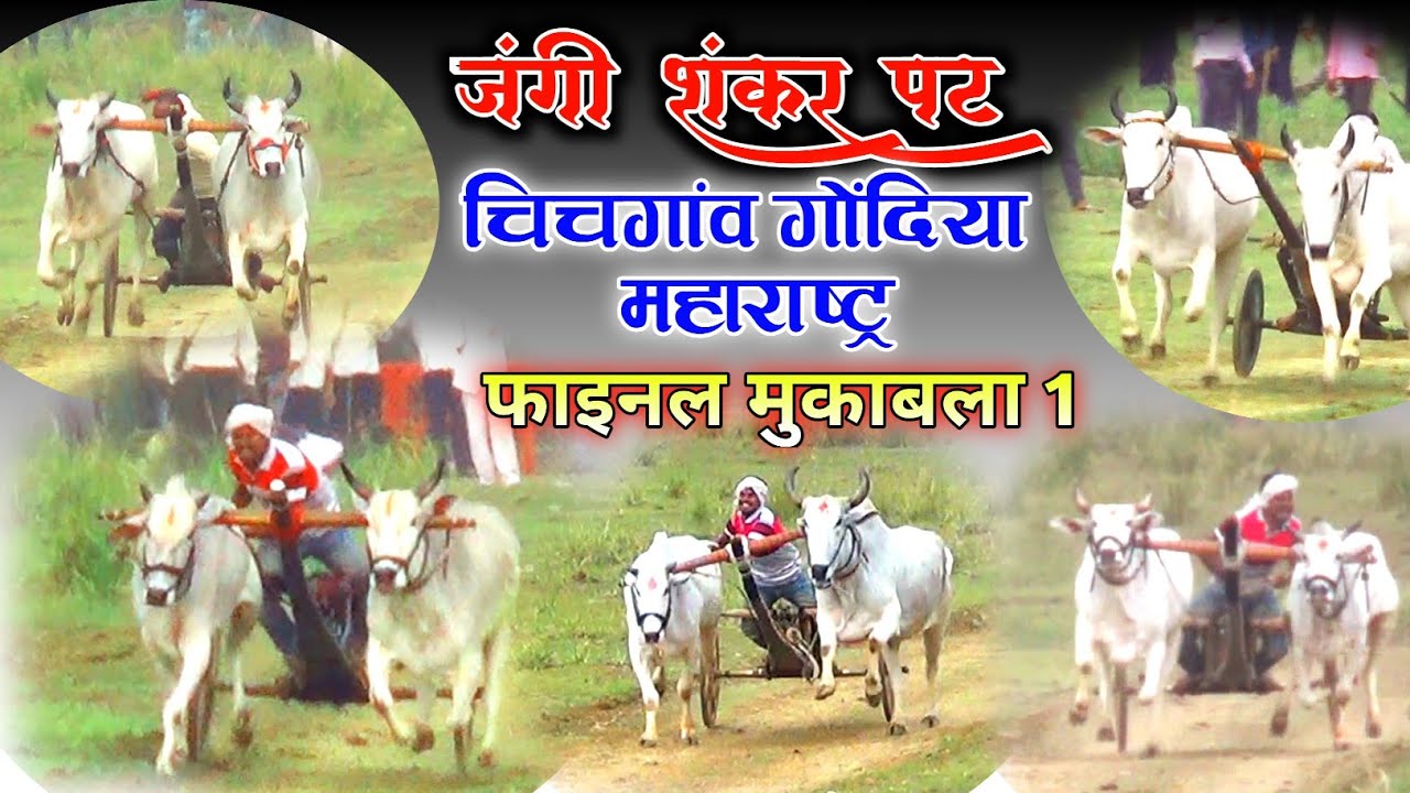 फाइनल||जंगी शंकर पट||चिचगांव गोंदिया महाराष्ट्र💓💓chichganv pat pratiyogita final