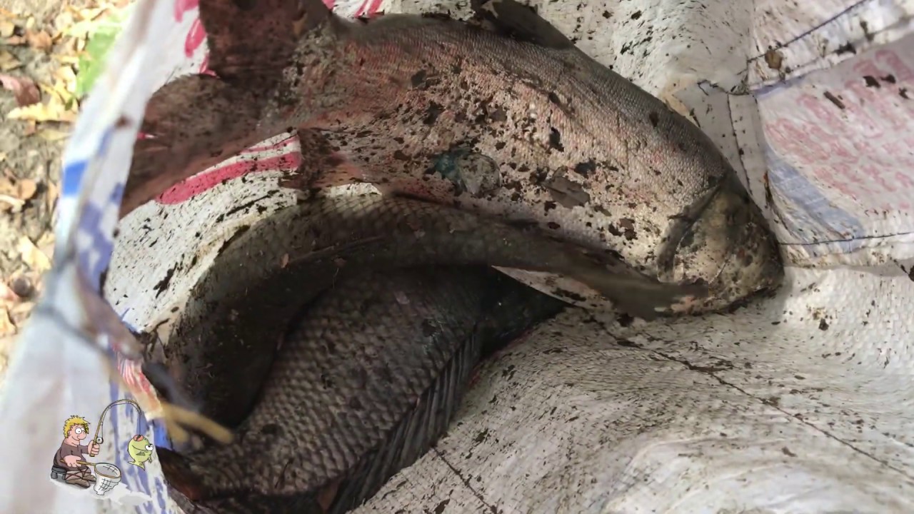 Best Net Fishing | Big Fish Hunting By Cast Net | Net Fishing in the Village - Fishing Mania Part 03