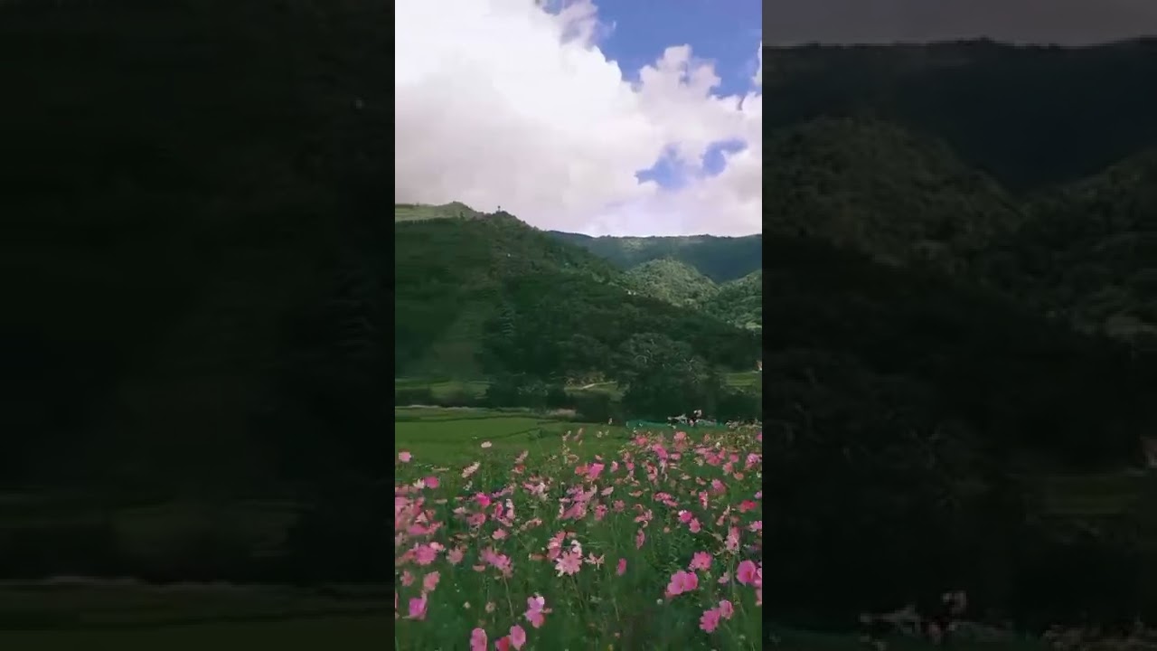 Chug Valley at Dirang | October 🌸 #arunachalpradesh #dirang #flowers #viral_video