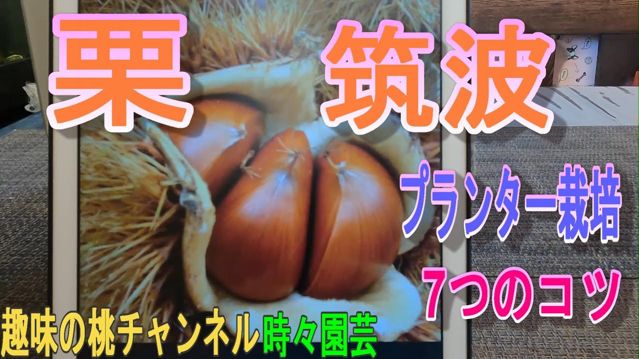 【栗　筑波】プランター栽培　7つのコツ　24/3/20