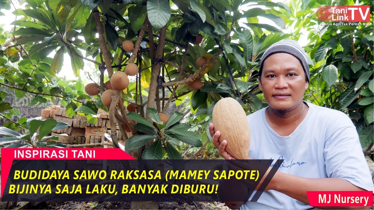 Teknik Sambung Susu Sawo Raksasa, Hasilkan Tanaman Bernilai Jutaan!