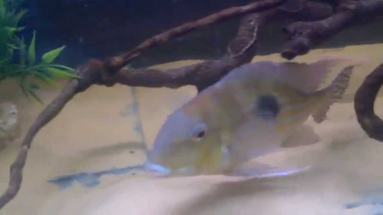 Geophagus megasema Breeding pair with young