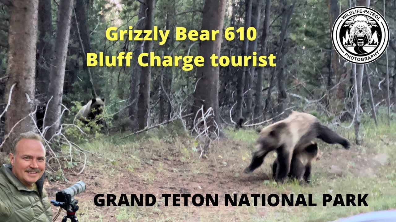Grizzly Bear 610 Bluff Charges tourist in the Grand Teton National Park