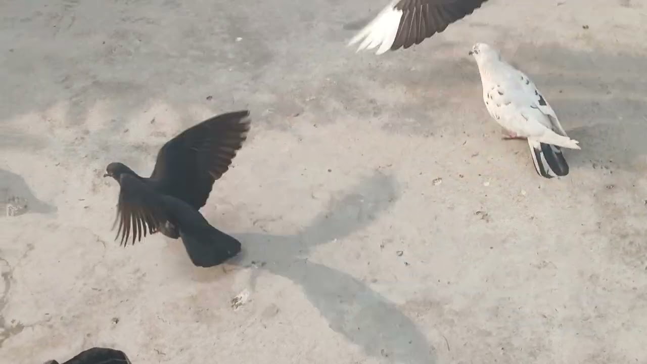 हमारे कबूतर का ब्लॉक देख न्यू ब्लॉक देखें 🕊🕊