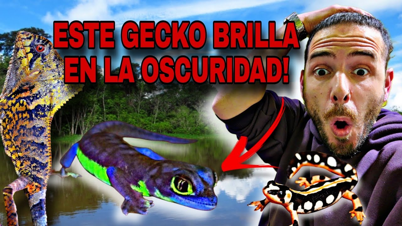 UNBOXING IMPRESIONANTE!!! Llegada MASIVA de especies INCREIBLES! Este GECKO BRILLA en la OSCURIDAD!