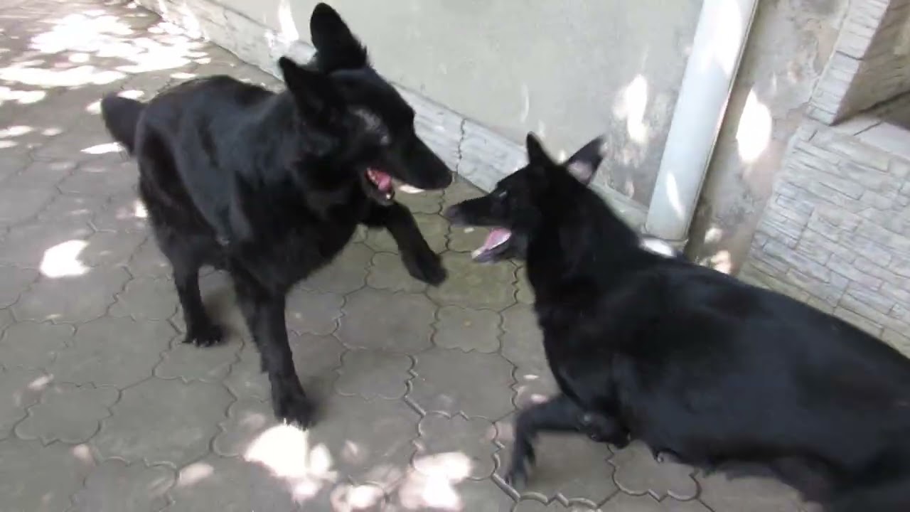 🌞 Life Is Better Together — Happy Dogs at Play
