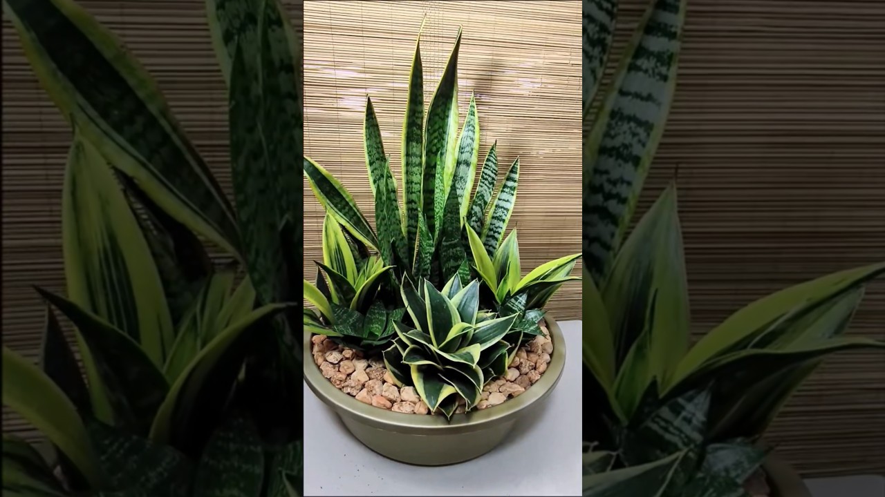 5 Snake Plants Front Door Decor Idea🪴 #snakeplant #frontdoordecor #homedecor #houseplants #idea