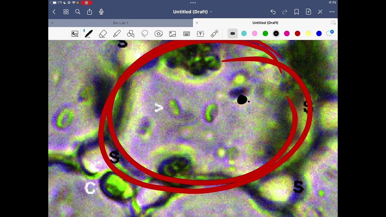 Biology lab 1 - Microscopes - Dr.Khaled Salman 