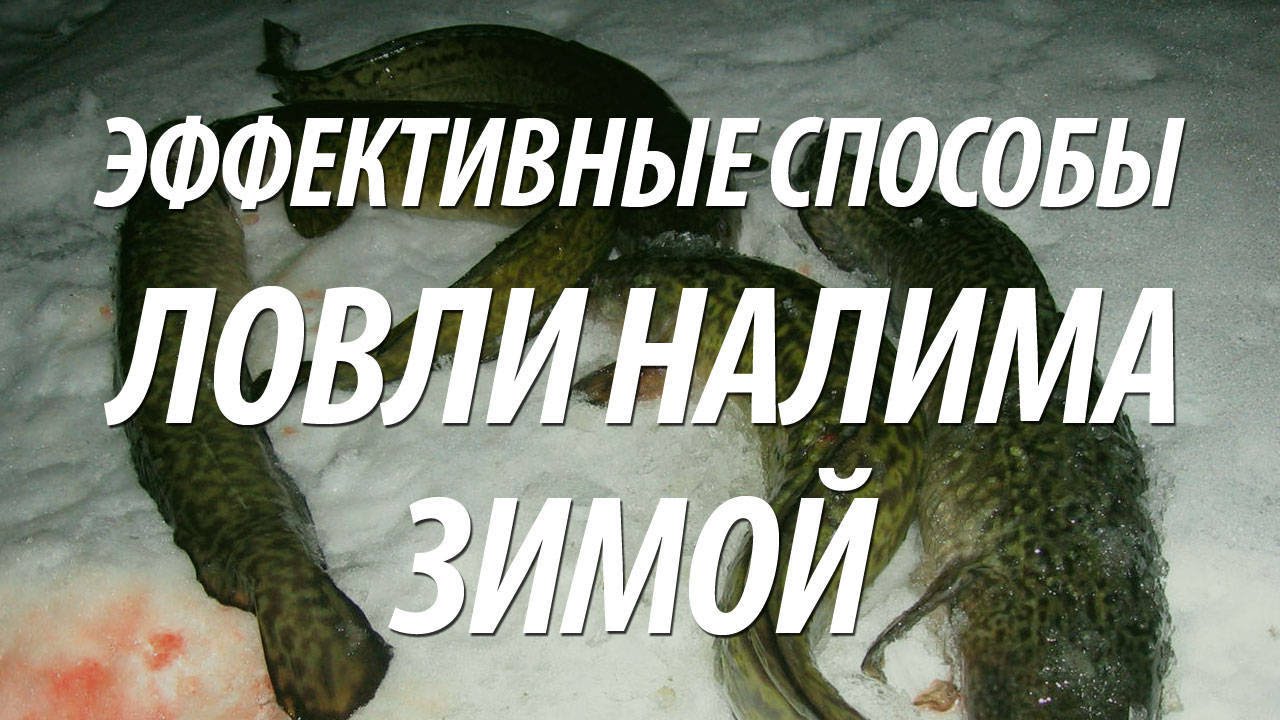 РЫБА НАЛИМ ЗИМОЙ - КАК ПОЙМАТЬ НАЛИМА НА ЗИМНЕЙ РЫБАЛКЕ
