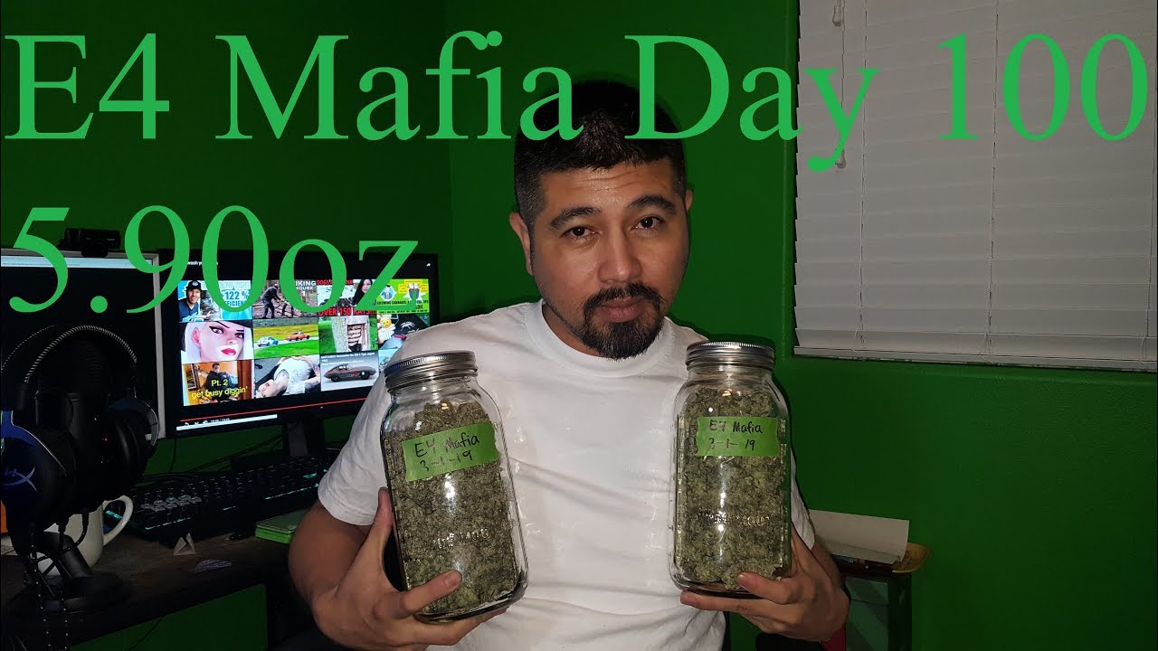 Calivetgrown E4 Mafia Trimming and Curing Day 100