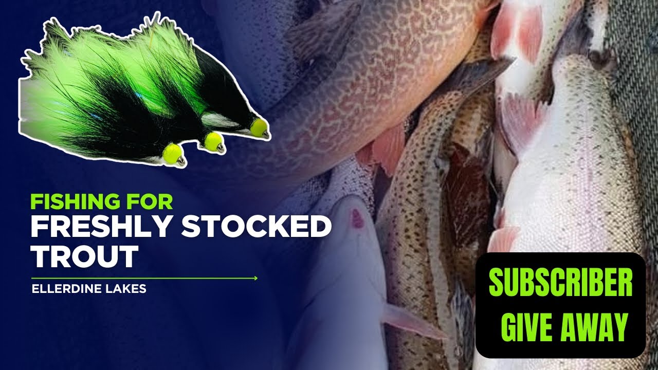 Fly Fishing UK - Catching Freshly Stocked Trout - Ellerdine Lakes - Stillwater Trout Fishing 