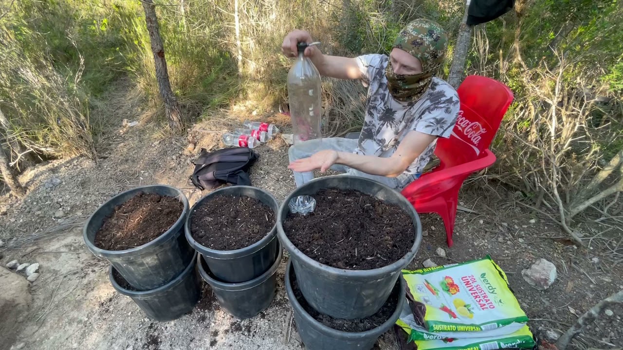 HOW I GROW AUTOFLOWER IN GUERILLA