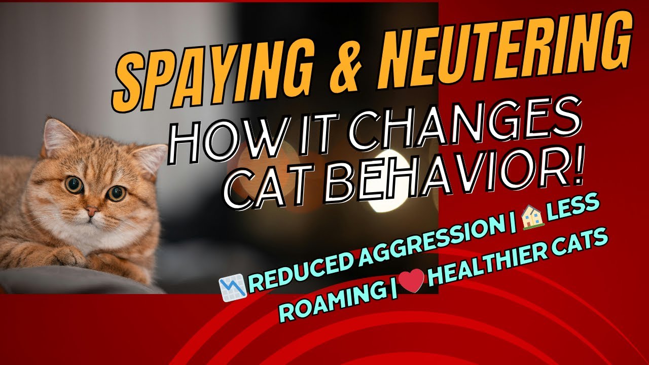 How Spaying and Neutering Affect Cats: Behavior Changes Explained