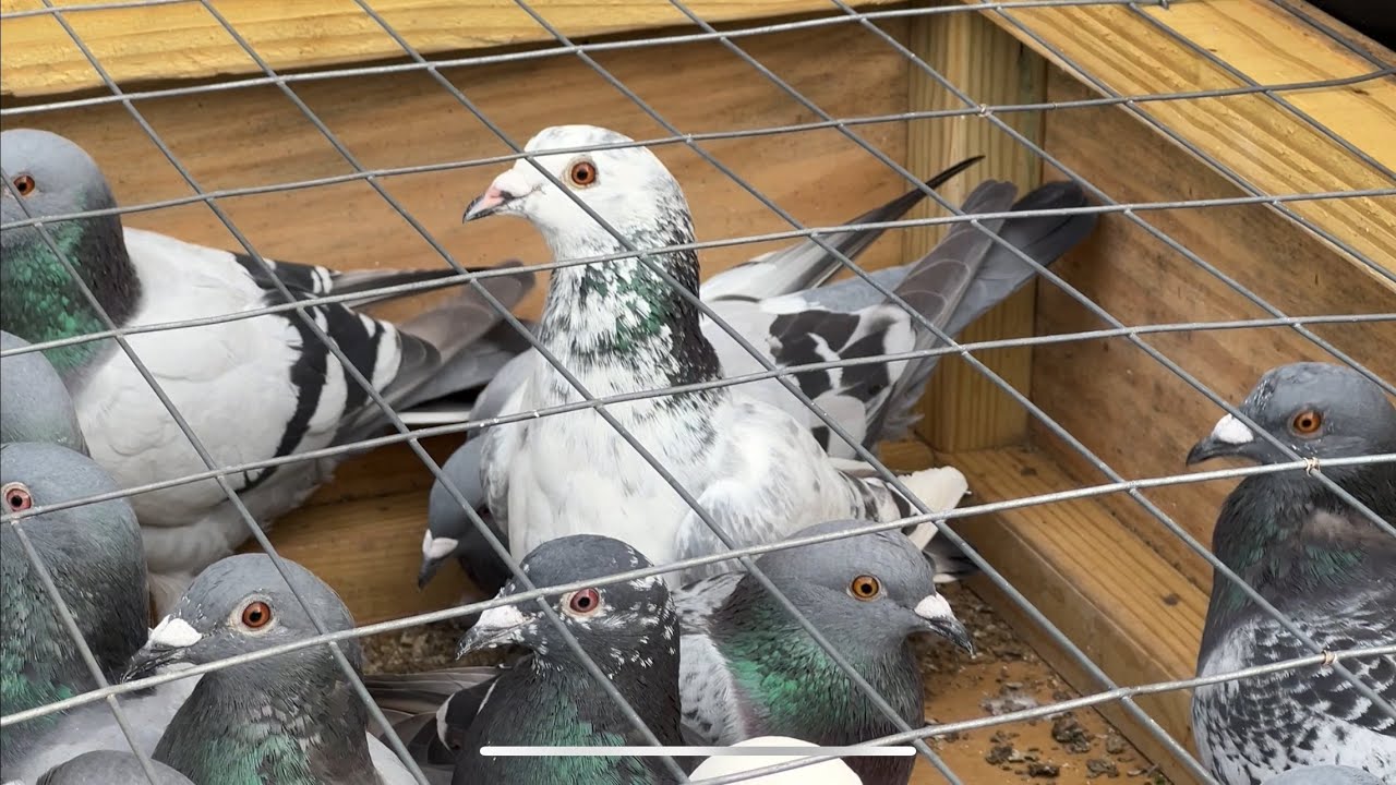 August 28, 2025 Racing Pigeon Training Toss