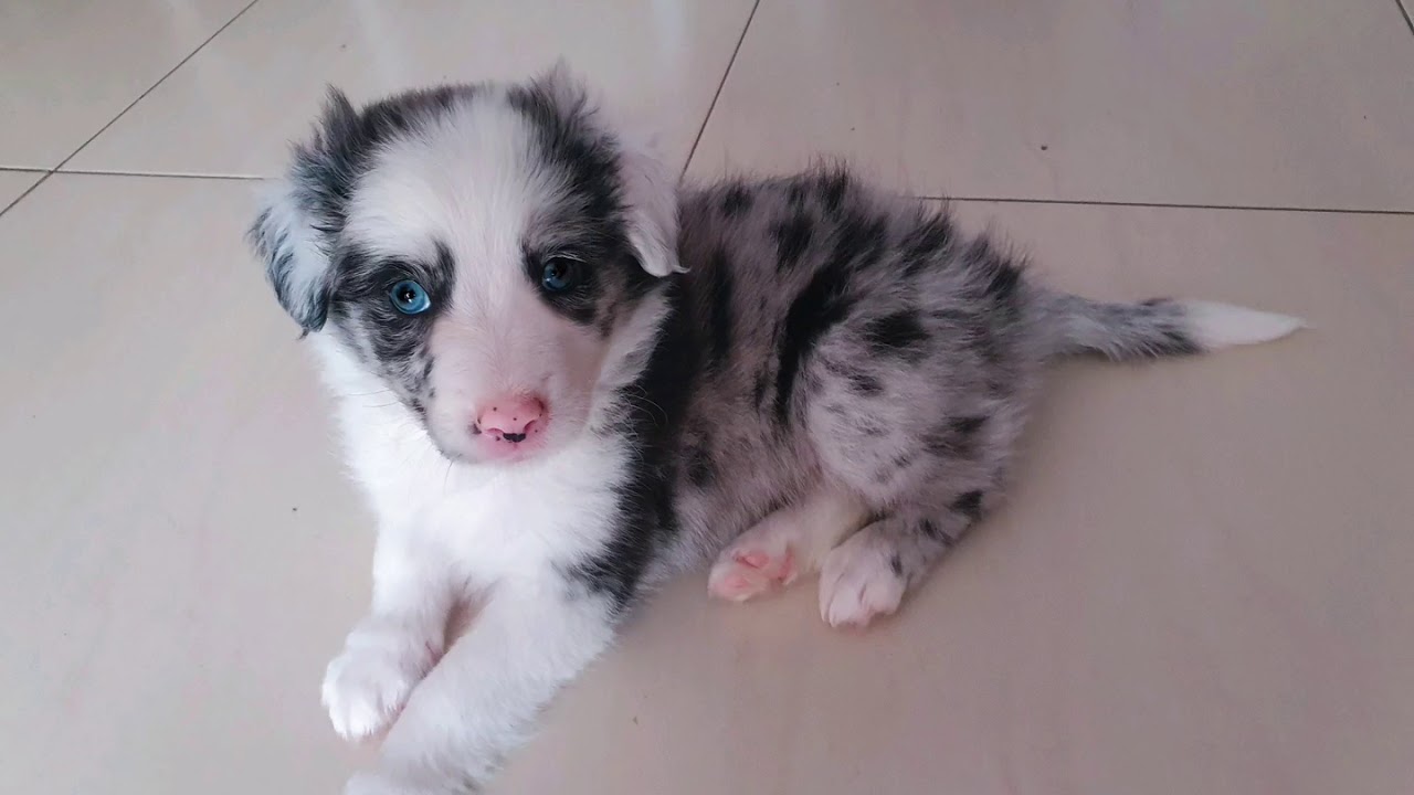 Chula, la border collie. Evolución de 1 a 4 meses