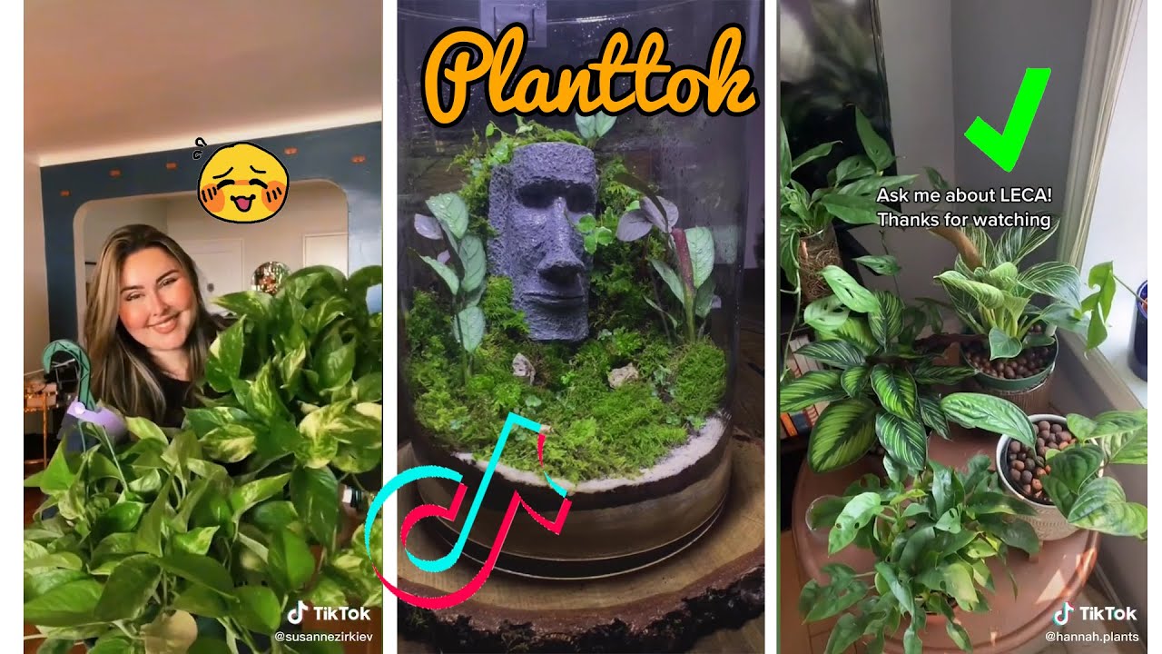 Planttok Plant Care Tips, Tricks and Hacks Every Plant Parrent Should try - Part 2 | Teraforium