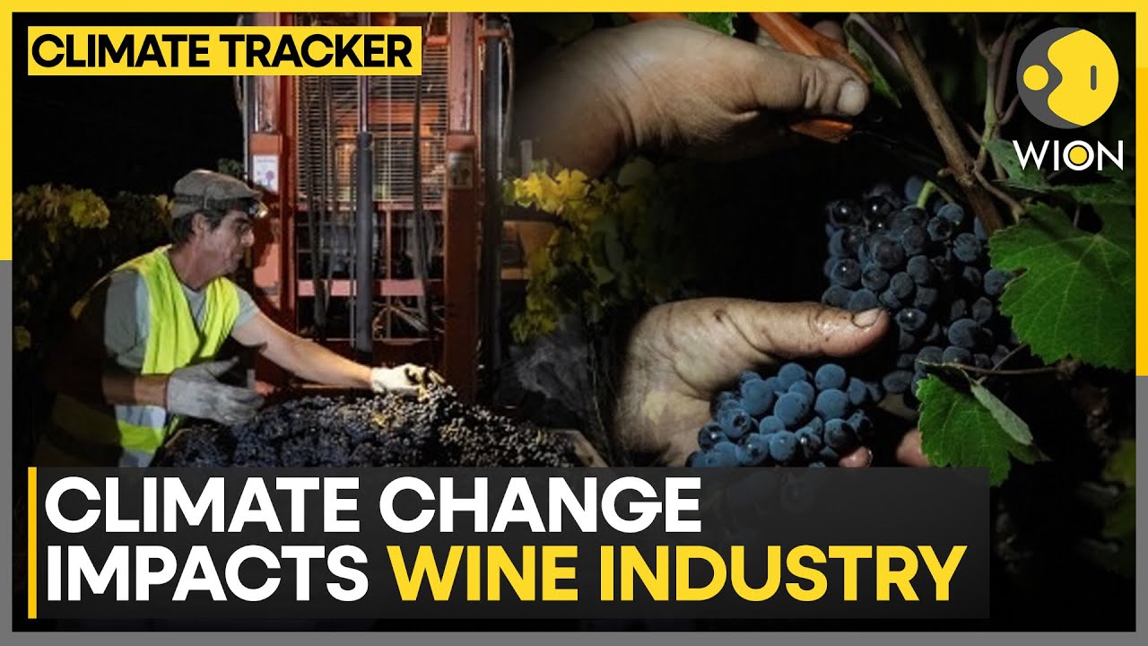 Portugal: Climate Change Impacts Wine Industry Practices | WION Climate Tracker