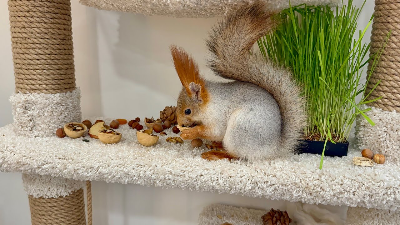 Snow White and pine nuts.Белоснежка и кедровые орехи.