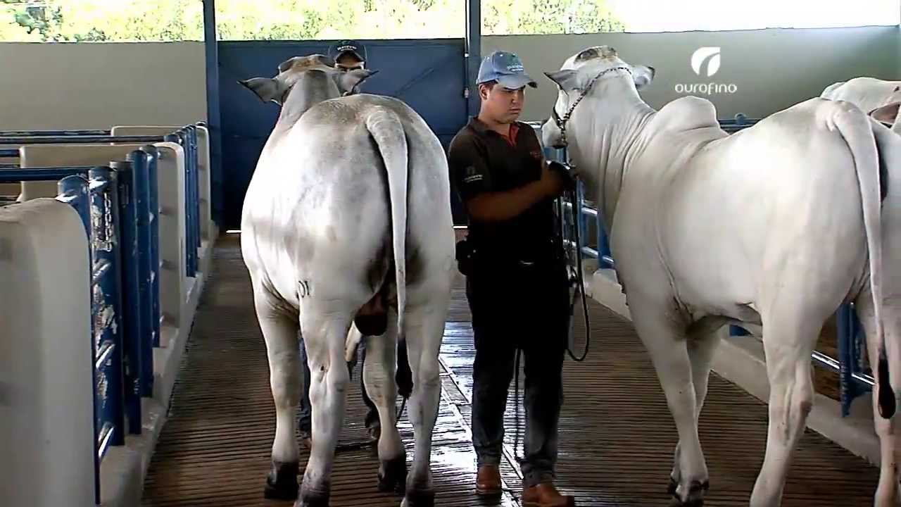 Melhoramento Genético Nelore Ourofino