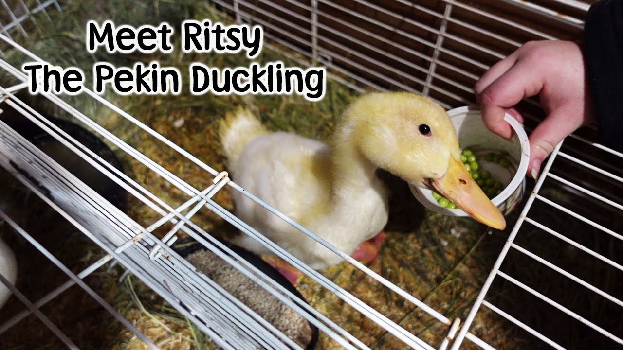 Ritsy The Pekin Duck Arrives on the Farm