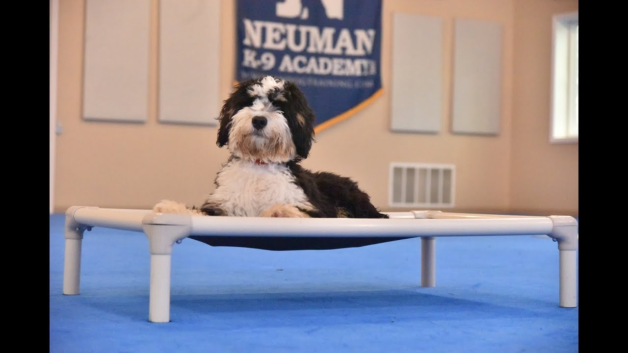 Rory (Mini-Bernedoodle) Puppy Camp Dog Training Video Demonstration