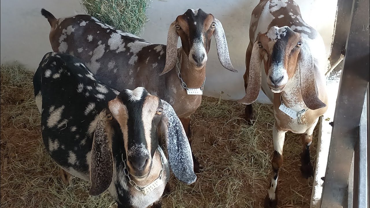 CABRAS LEITEIRAS DE ALTA GENÉTICA NA EXPOSIÇÃO DE ANIMAIS EM CAMPINA GRANDE-PB #EXPAPI 2025